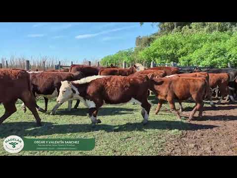 AGROVASCO _ 50 TERNEROS (25m + 25h) en CARLOS TEJEDOR, BUENOS AIRES (2) 16-02-2026