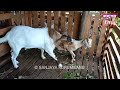 Goats Mating In Nepal Goat SK Vlog Nepal