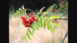 "Der Vugelbeerbaam" (Rowan Tree Song) - German Folk Song