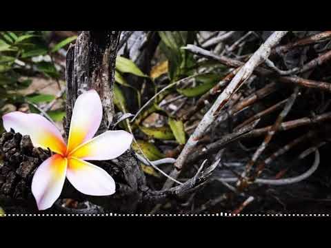 Ma Vahine [ DCSK & Northside ] 2018