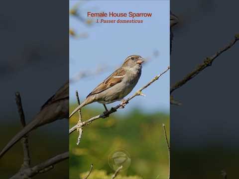 Female House Sparrow (Passer domesticus) chirps #birds