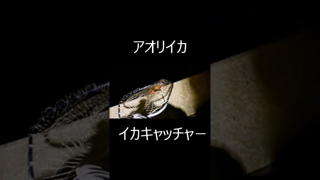 自己記録更新の巨大アオリイカ！#shorts