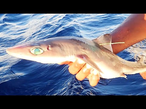 最近発見された種トップ 10