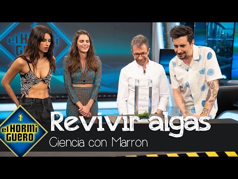 Marron recrea “la resurrección de las algas” - El Hormiguero