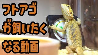 ※これを見たらフトアゴヒゲトカゲが飼いたくなります