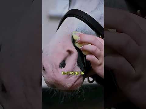 Почему Лошадей Наряжают Перед Выходом на Арену? 🐴✨❤️