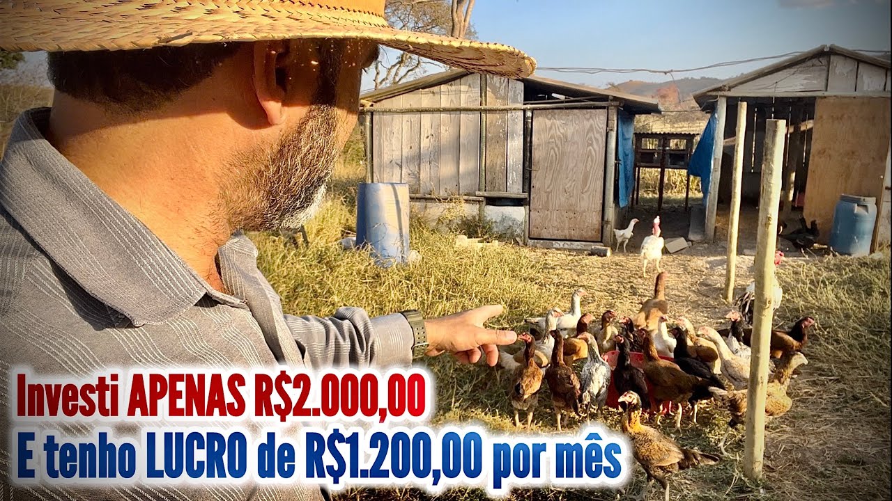 COM R$ 2.000,00 VOCÊ COMEÇA SUA CRIAÇÃO DE GALINHAS. E TEM LUCRO DE ATÉ R$ 1.200,00 REAIS POR MÊS.
