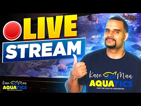 🎬Fish Food Supplement Update! + Q&A