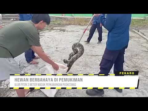 Ular Piton 3 Meter Masuk Perkarangan Puskesmas