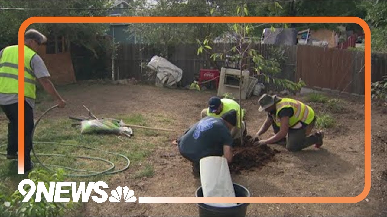 Lakewood's first tree sale to open Wednesday