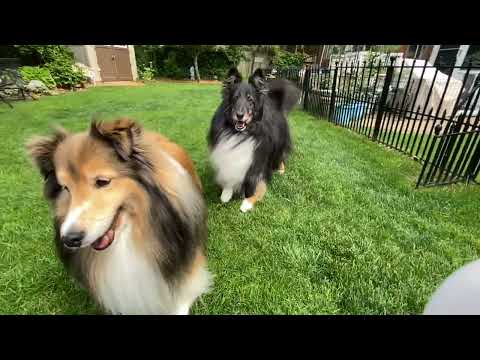 Sheltie boys playing