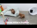 Miniature Dachshund dogs for sale: Gracie - Video 1