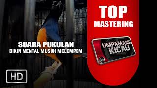 Download lagu master murai batu yang mewah parah mp3 Download lagu master murai batu yang mewah parah mp3