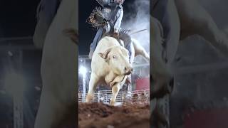 COMANCHE (Cia. André de Mogi) - "Pouco falado, mas tem muito pulo guardado!" @mftv_canal