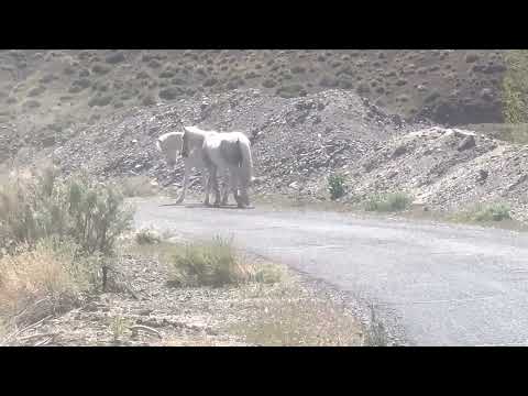 Asserting Dominance, Two Wild Nevada Mustangs