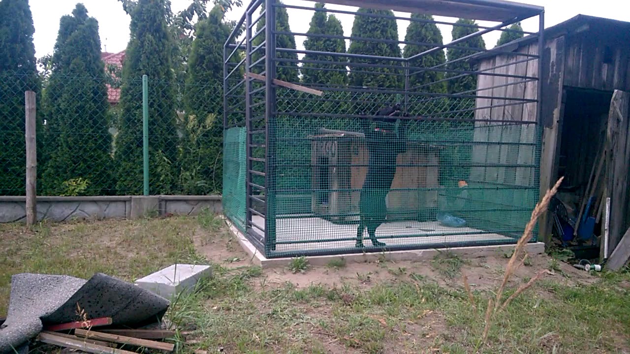 Cwany pies opuszcza kojec