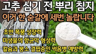 고추 심기 전 뿌리 침지 - 이거 한 숟갈에 세번 놀랍니다. 초반 폭풍 성장. 미생물의 항균막 형성, 칼슘과…