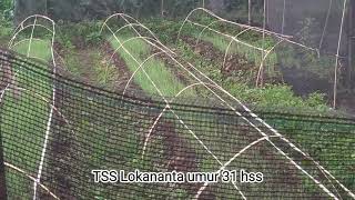 Download lagu TSS lokananta umur 31 hss (Kurang puas dengan hasil semai an !?!) mp3