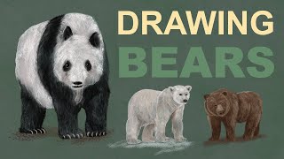 Learning About Bears While Drawing Quick Studies
