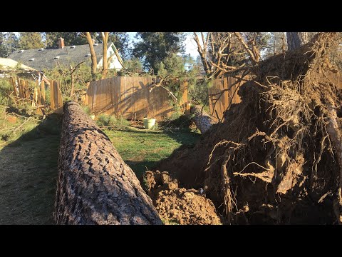 Root of all Evil Windstorm