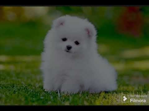 Dinuka🙂🙂🙂🙂😍😍    My Pet🐕🐕🐕🐕🐕 Puppy # rex