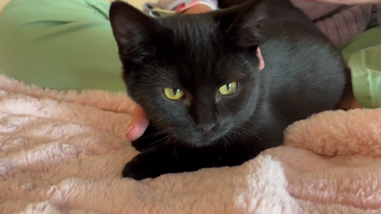 Enlarge Emeritt & Emmerson an Awesome Bonded Pair of Boys, a ADOPTABLE mixed breed in Eagle Point, OR video 5/5