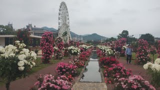 20250519 長崎県 佐世保市 ハウステンボス チューリップ祭り