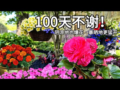 2025最狠爆花神器！阴凉区炸成彩虹，烈日下开成火海，100天不歇！， 5 Insane Blooming Machines! Shade or Sun, 100 Days of Flowers!