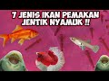 Ikan Hias Kecil Murah Yang Bisa Makan Jentik
