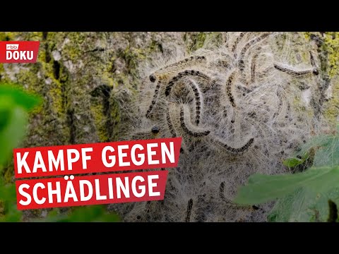 Von Raupen und Ratten - Schädlingen auf der Spur (2/2) | Doku | 100% Berlin.