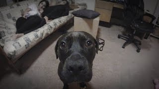 Priscilla is UnChained! (Walking Def - Running all my life)