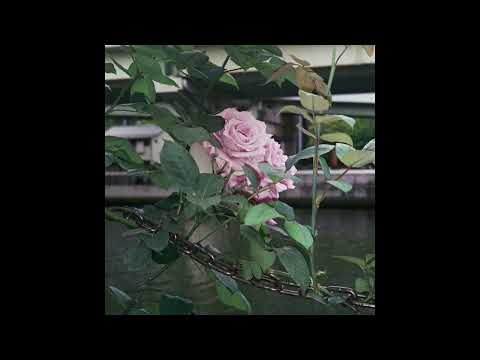 døves - sick