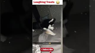 Download lagu Best Funny Animals 2022 || Cute Dogs and Cats Doing Funny Things 😂 #shortvideos #animalshorts mp3