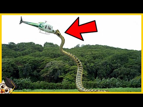 10 Największych węży które kiedykolwiek odkryto