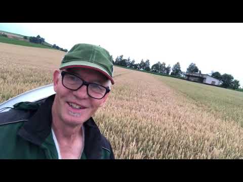 Weizenfeld kontrollieren (Erntetermin)