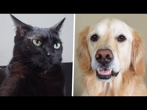 Who's Smarter: Cats or Dogs? (Brain Test Game)