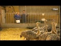 Over struisvogels en geweren
