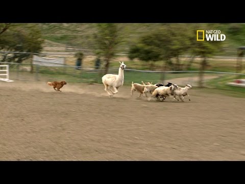 Un véritable chien de berger !