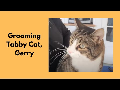 Professional Groom On A Shorthaired Cat