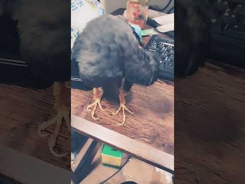 飲料的地圖在說什麽？欸!不要想還是理毛好了🤣