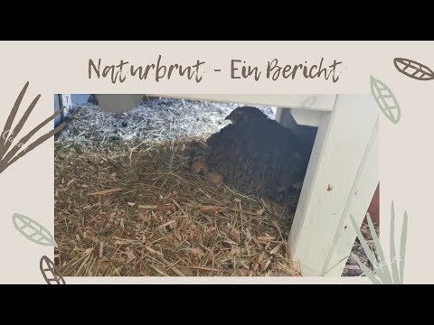 Meine Wachtel brütet! 🐣Update Naturbrut Legewachteln