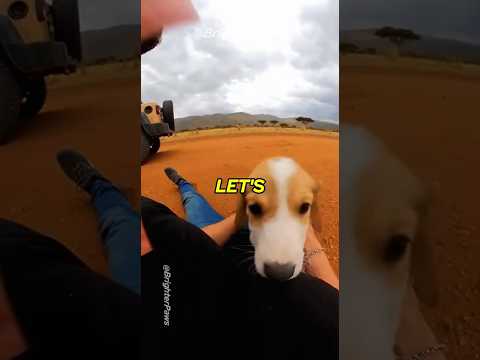 CRAZY Ostrich Steal My Puppy!😱 I Jumped from Moving JEEP! #animalrescue #dog
