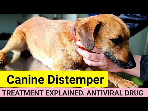 Canine Distemper Treatment  #Antiviralforcaninedistemper