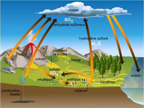 Sulfur cycle