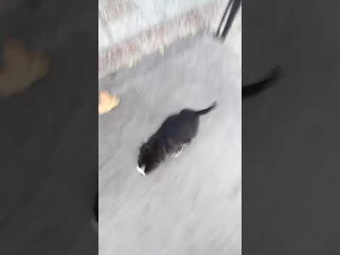 La vida adecuada del American bully cachorros poker