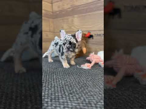 Video 1