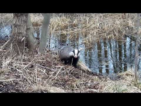 Frecher Dachs an der Müritz