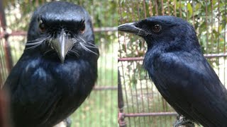 Download lagu SRIGUNTING HITAM GACOR NGOTOT BIKIN EMOSI BURUNG LAIN mp3