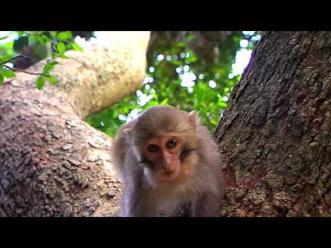 「知本國家森林遊樂區─返璞歸真」音樂片慢活版(中文版)