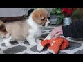 Welsh Corgi Pembroke dogs for sale: Valentine - Video 1